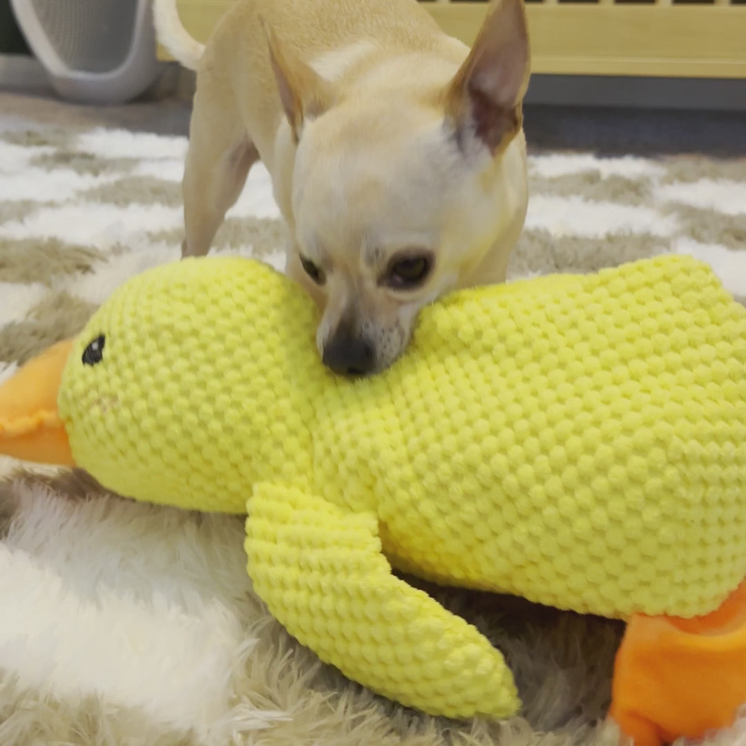The Calming Duck